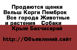 Продаются щенки Вельш Корги Пемброк  - Все города Животные и растения » Собаки   . Крым,Бахчисарай